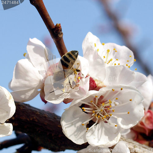 Image of Flower