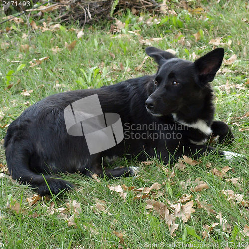 Image of Black dog