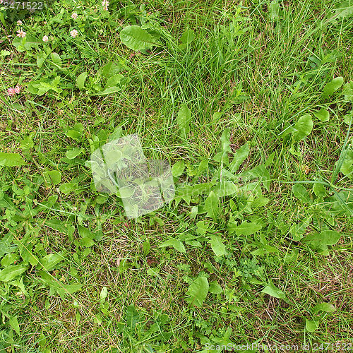 Image of Grass meadow