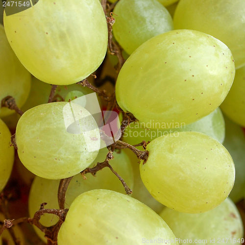 Image of Grape picture