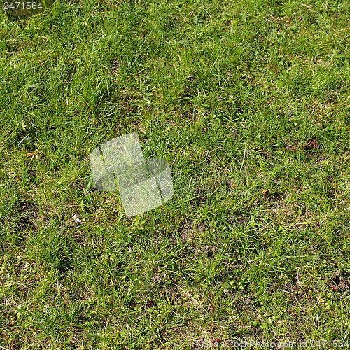 Image of Grass meadow