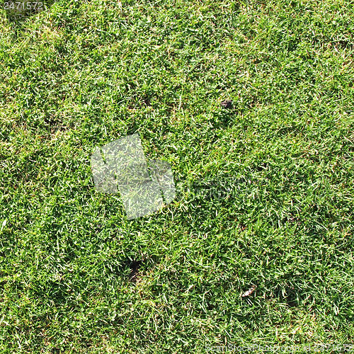 Image of Meadow picture