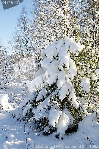 Image of Spruce with snow