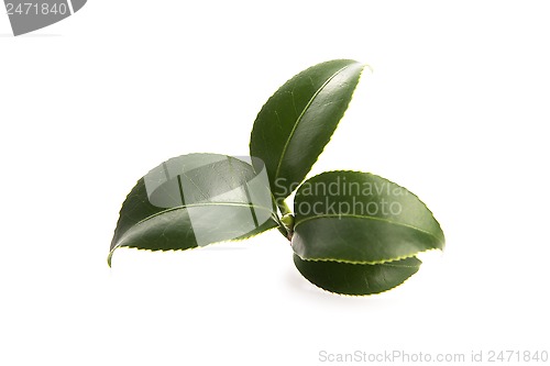 Image of fresh tea leaves isoalted on the white background