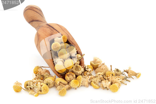 Image of Chamomile Herb Flowers 