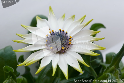 Image of white daisy