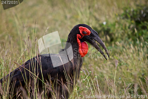 Image of Southern Ground Hornbil