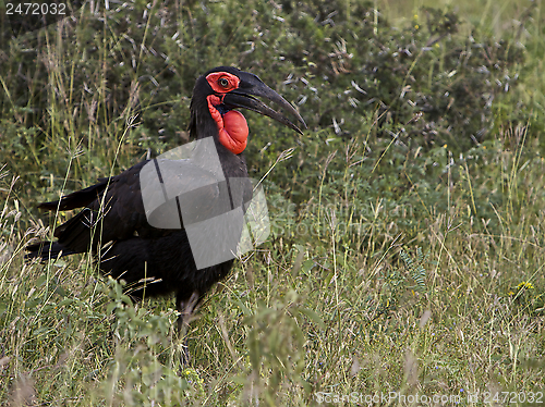 Image of Southern Ground Hornbil