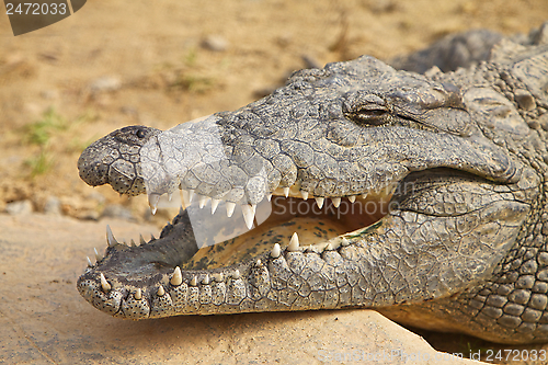 Image of Crocodile