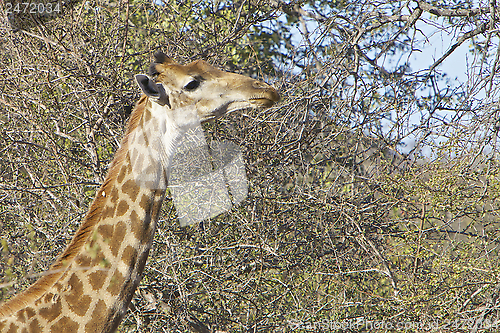 Image of Giraffe 