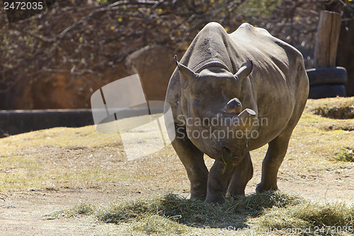 Image of Rhino