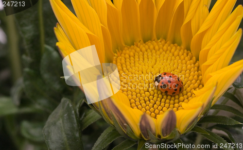 Image of Lady in yellow