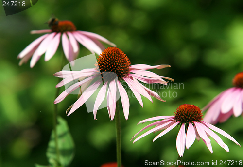 Image of Rudbeckia