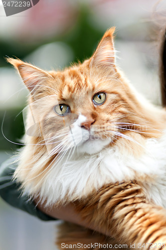 Image of Maine Coon Cat