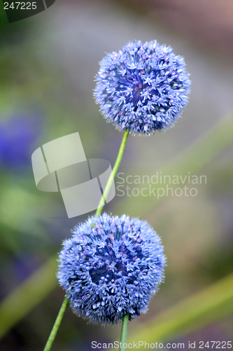 Image of Allium Giganteum