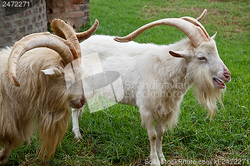 Image of Goats