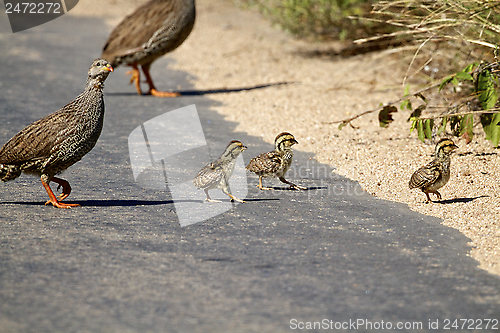 Image of Natal Francolin