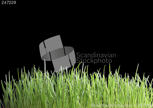 Image of green grass