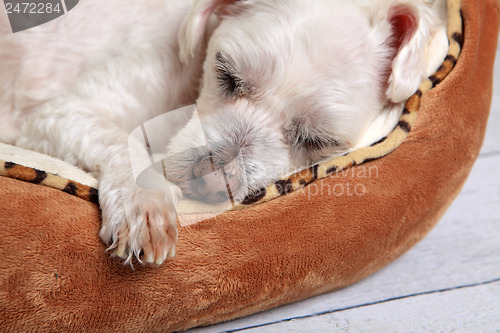 Image of Sleeping dog in pet bed