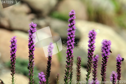 Image of Liatris