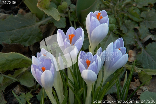 Image of crocus