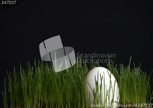 Image of Egg in grass