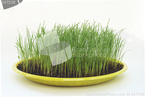 Image of Grass