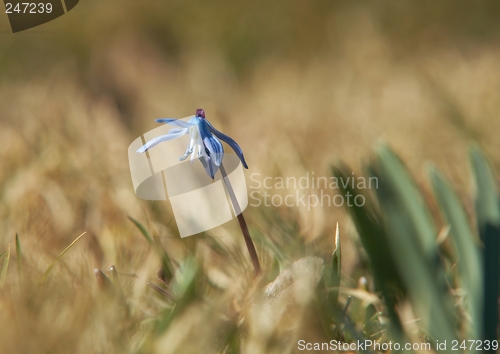 Image of Hepatica