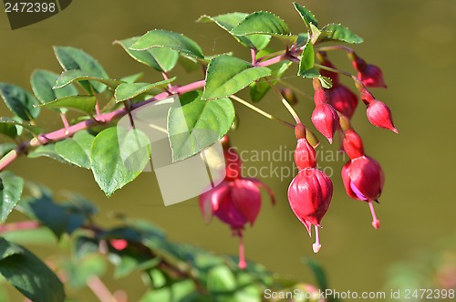 Image of Fuchsia