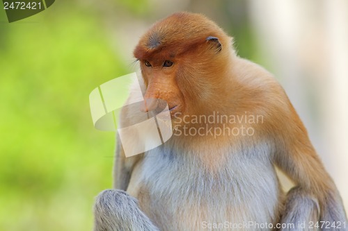 Image of Proboscis monkey