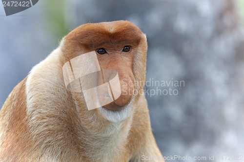 Image of Proboscis monkey