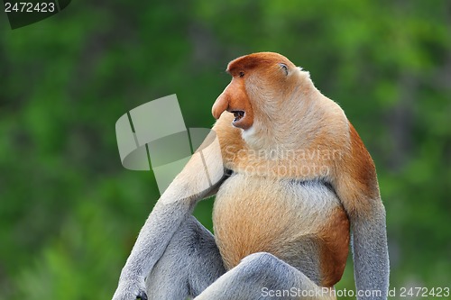 Image of Proboscis monkey