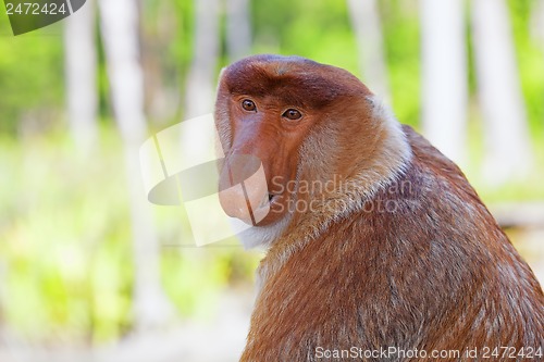 Image of Proboscis monkey