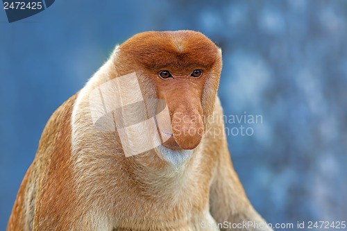 Image of Proboscis monkey