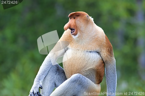 Image of Proboscis monkey