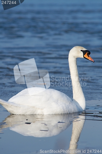 Image of Swan