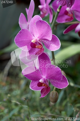 Image of Orchid