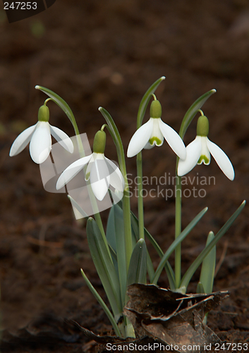 Image of snowdrop