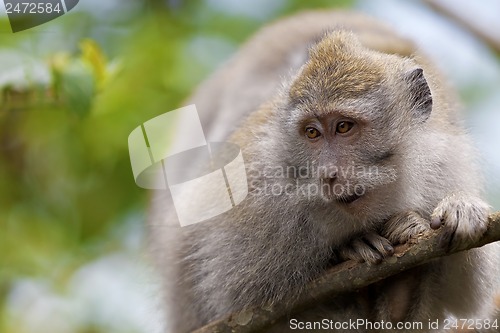 Image of Long-tailed Macaque Monkey