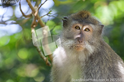 Image of Long-tailed Macaque Monkey