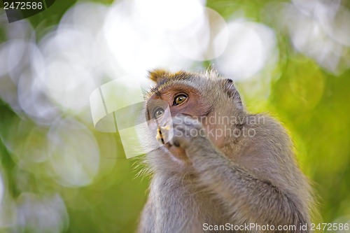 Image of Long-tailed Macaque Monkey