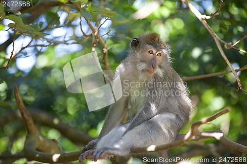 Image of Long-tailed Macaque Monkey