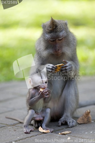 Image of Long-tailed Macaque Monkey