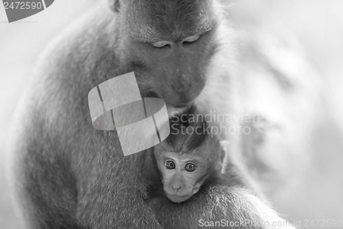 Image of Long-tailed Macaque Monkey