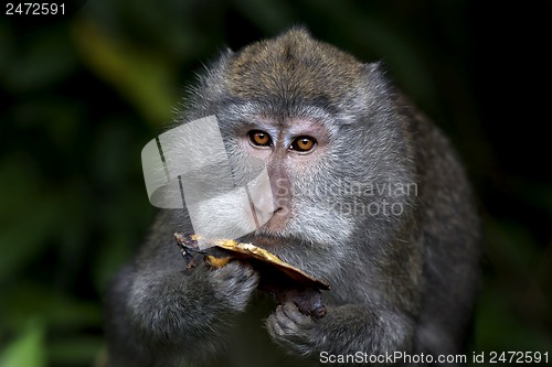 Image of Long-tailed Macaque Monkey