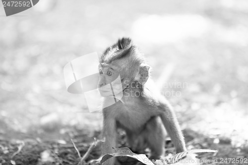 Image of Long-tailed Macaque Monkey