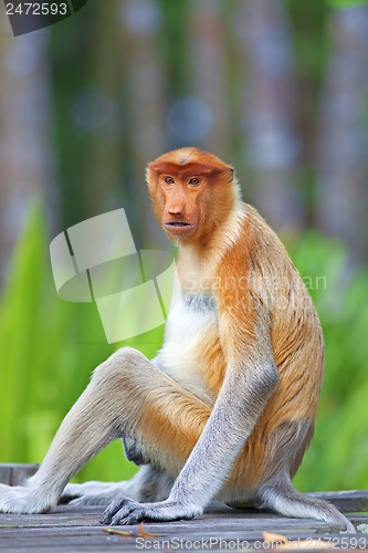 Image of Proboscis monkey