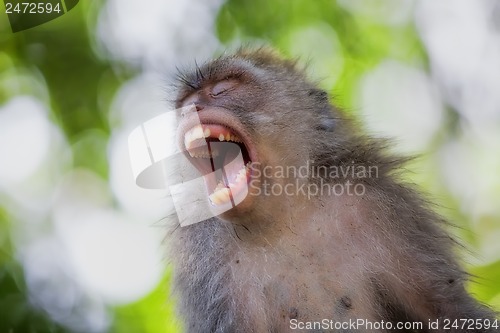 Image of Long-tailed Macaque Monkey