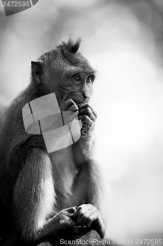 Image of Long-tailed Macaque Monkey