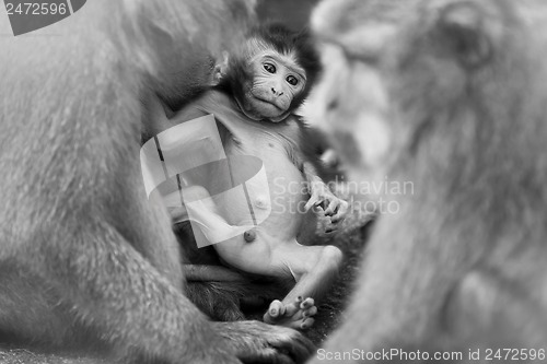 Image of Long-tailed Macaque Monkey